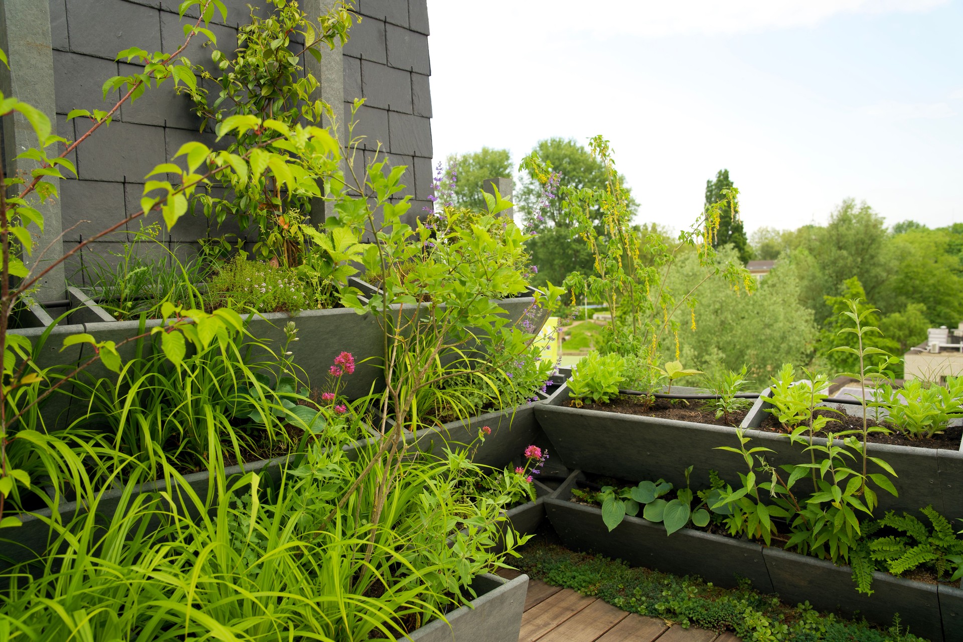 Green rooftop garden with green plants. Green roof in the city of Arnhem for sustainable urban life. Urban greening. Daktuin for a green city. Daktuin.